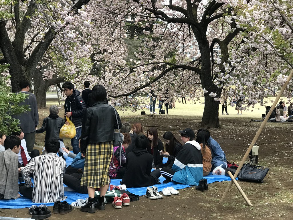 Tradisi Hanami di Jepang: Filosofi di Balik Sakura yang Bermekaran